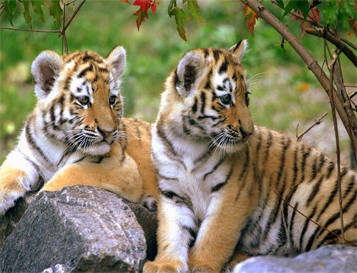 Tribal Tours in Odisha